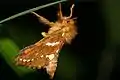 Phymatopus hecta  (Linnaeus, 1758)
