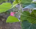 Floraison