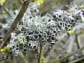 Physciaceae :Physcia leptalea