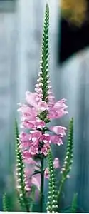 Inflorescence.