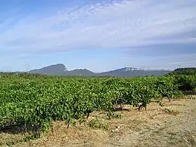 Image illustrative de l’article Pic-saint-loup (AOC)