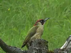 Pic vert mâle.