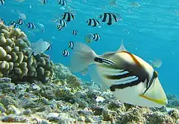 Baliste picasso clair (Rhinecanthus aculeatus)