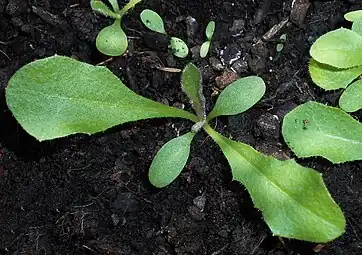 Plantule.
