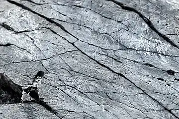Tête d'isard.
