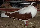 Hirondelle de Thuringe rouge