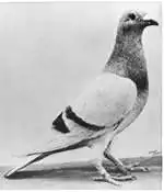 Un pigeon posé, vu de profil.