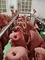 Têtes de porc pour la soppressata toscana.