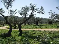 Palestine