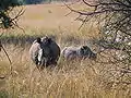 Deux rhinocéros.