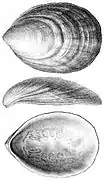 Pilina unguis, un monoplacophore
