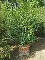 Plante