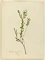 Pimelea linifolia (en), aquarelle