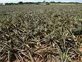 Champs d'ananas dans l'État du Veracruz, au Mexique.