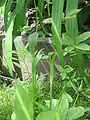 Pinellia ternata dans un parterre du Jardin botanique de Louvain