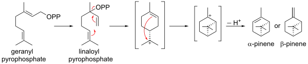Biosynthèse du pinène à partir du pyrophosphate de géranyle