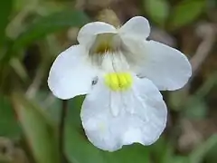Fleur
