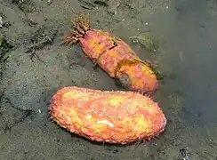 Cercodemas anceps