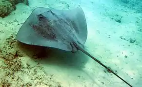 Himantura fai