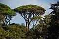 Un pin parasol, le type d'arbre que Pline utilise pour décrire l'éruption.
