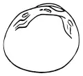 Le dessin de la valve droite vue intérieure de Pisidium moitessierianum