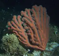 Placogorgia sp.