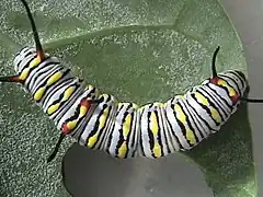 Chenille.