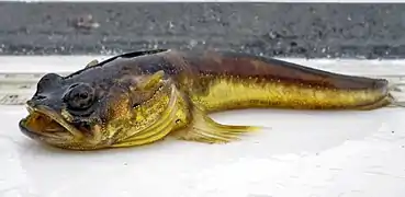 Porichthys notatus.