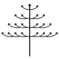 Tronc orthotrope et monopodial, rameaux latéraux plagiotropes et sympodiaux. Exemples : Terminalia et Bucida&nbsp;(en) (Combretaceae).