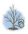 8. Arrosage au pied de chaque plant(verser un arrosoir par pied).