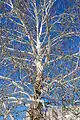 Arbre en dormance.