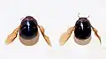 Brachyplatys punctipes, avec vue des ailes