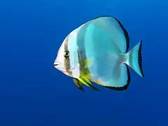 Platax orbicularis (Ephippidae)