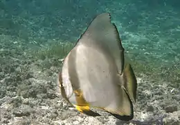 Platax orbicularis
