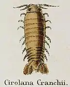 Cirolana cranchii