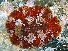 Platydoris ellioti.
