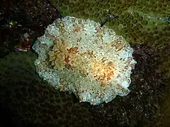 Platydoris inframaculata.