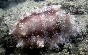 Platydoris scabra.