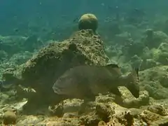 Gaterin géant (Plectorhinchus obscurus)