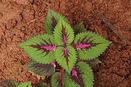 Jeune plant
