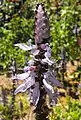 Inflorescence