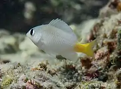 Plectroglyphidodon imparipennis