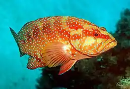 Plectropomus leopardus