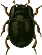 Plegaderus caesus.