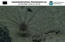 Plesiodiadema sp. observé à plus de 1 000 m de profondeur au large de Hawaii.