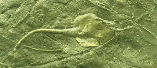 Fossile du rhombifère (Pleurocystites squamosus).