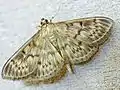 Pleuroptya ruralis   (Scopoli, 1763)