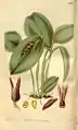 Pleurothallis prolifera .