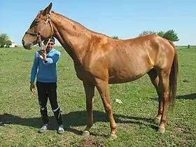 Cheval de Pleven