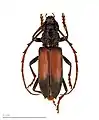 Plocaederus bipartitus